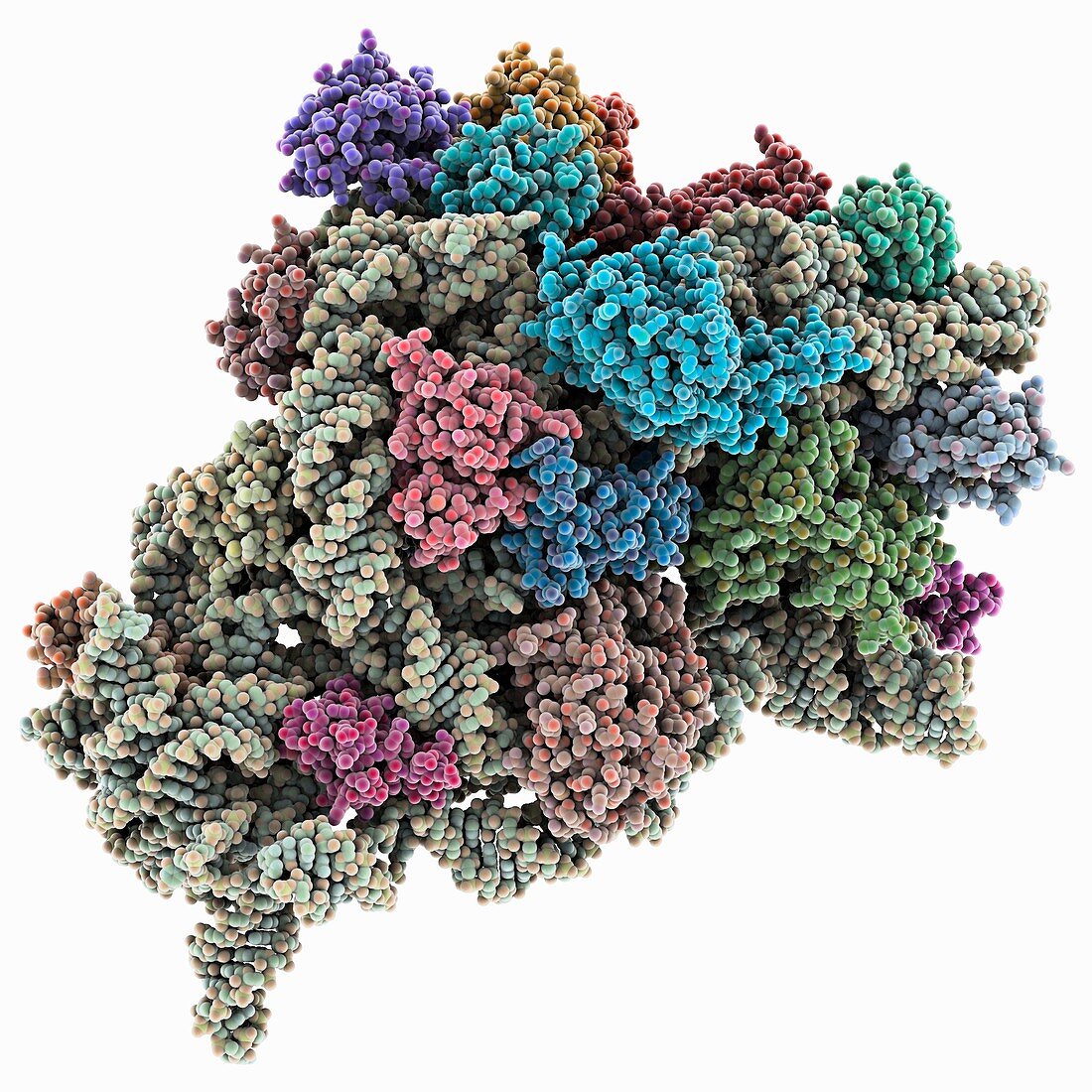 Bacterial ribosome,molecular model