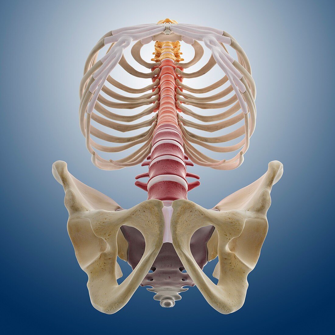 Bones of the torso,artwork
