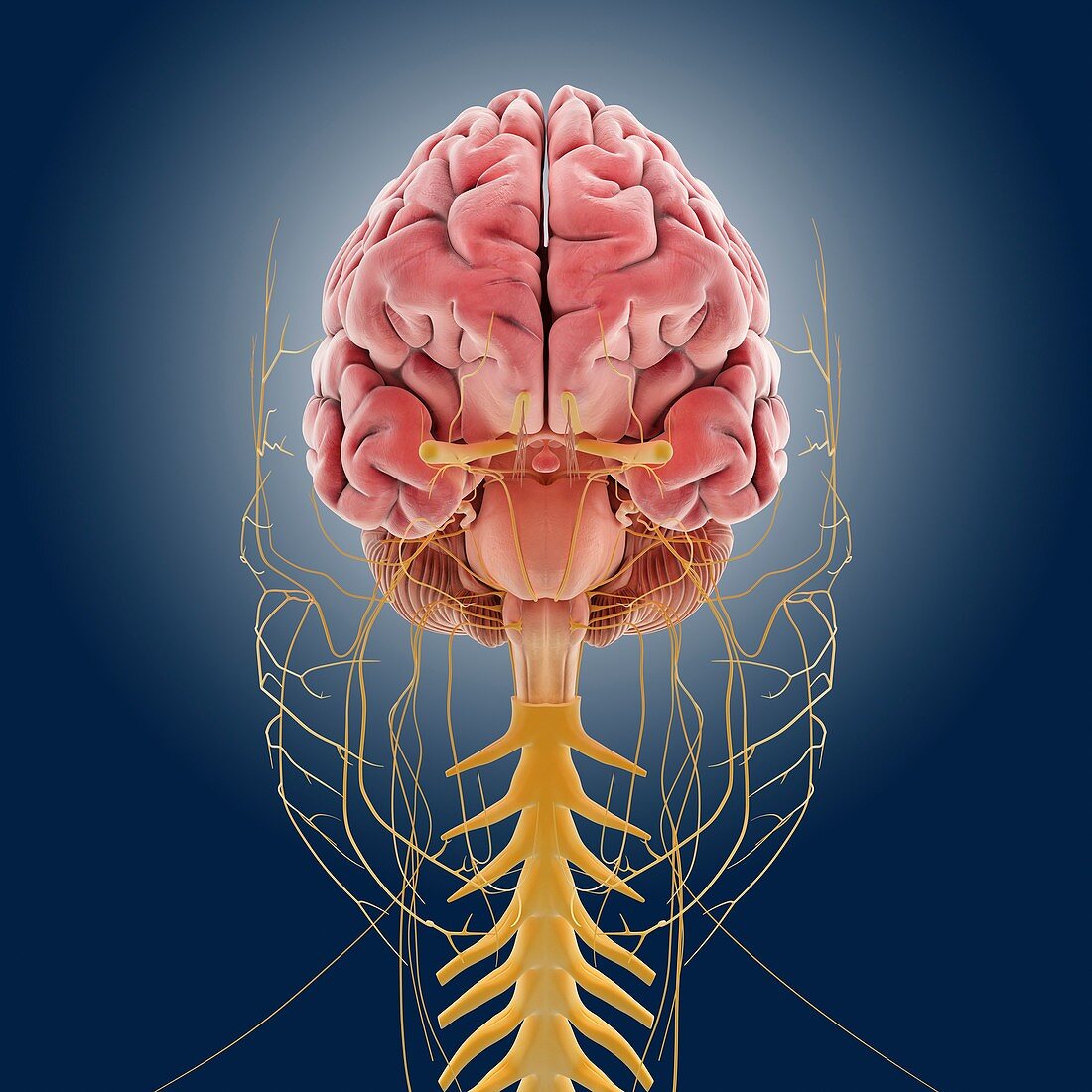 Central nervous system,artwork