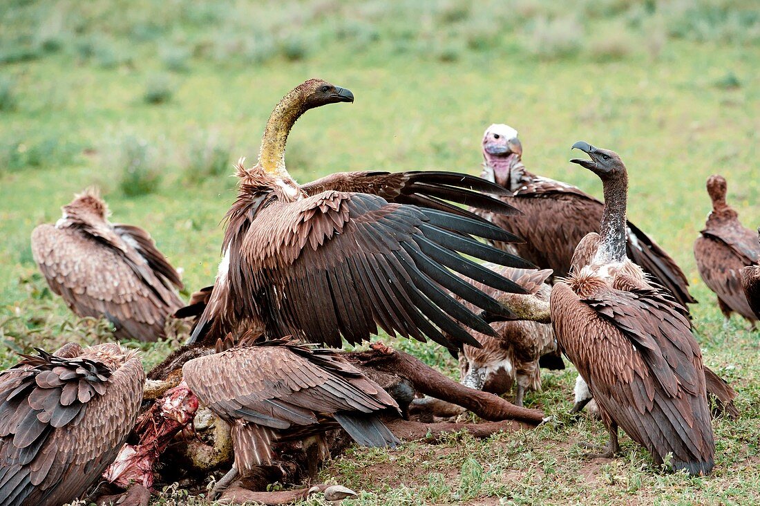 White-backed vultures feeding