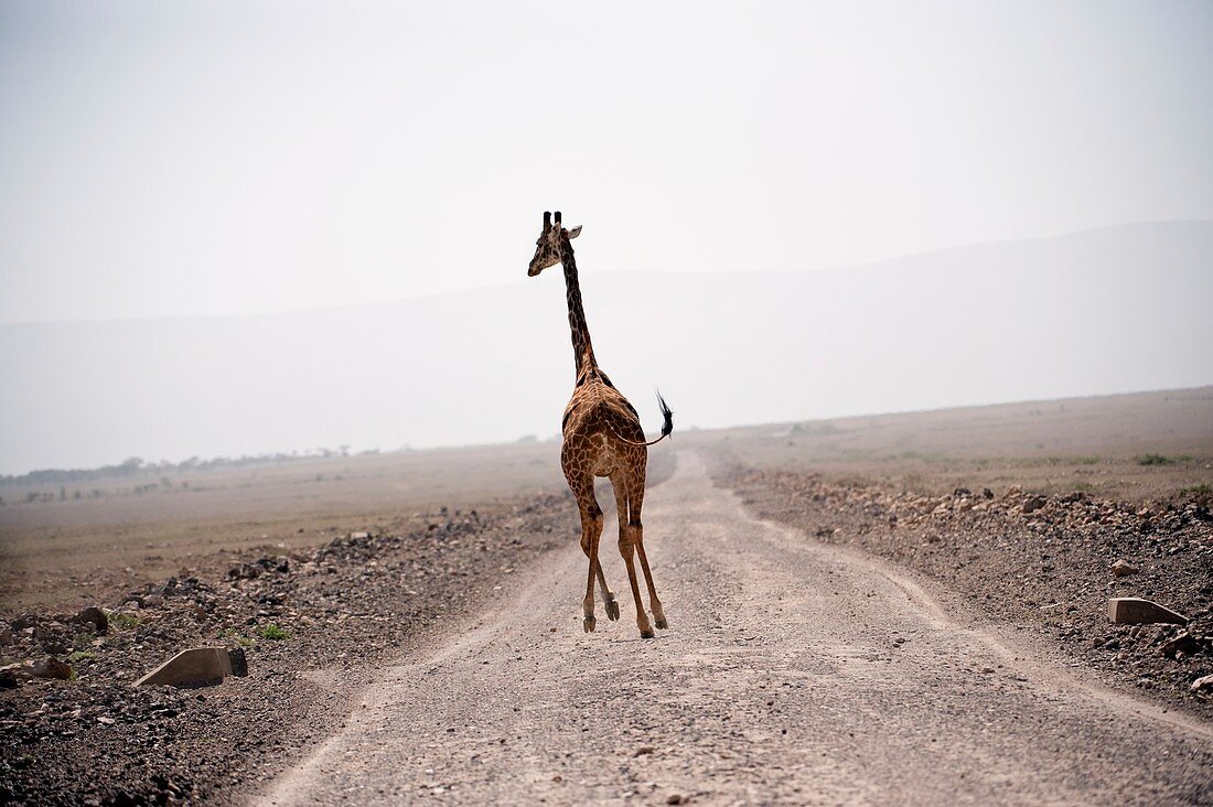 Giraffe running over a road