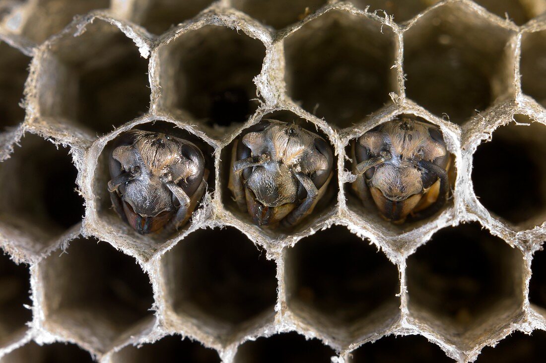 Brood cells in a nest of the German wasp