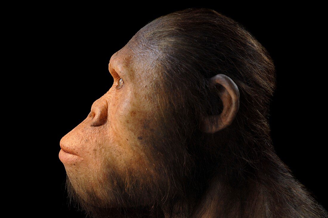 Australopithecus africanus model