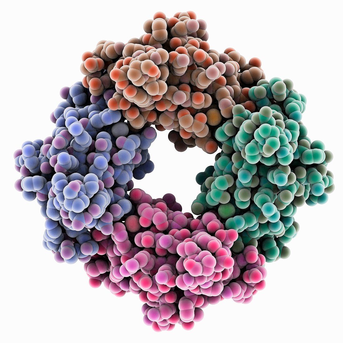 Sensory rhodopsin transducer molecule