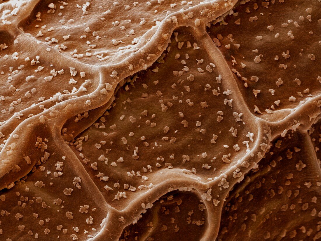 Sundew Seed Detail (Drosera capensis)