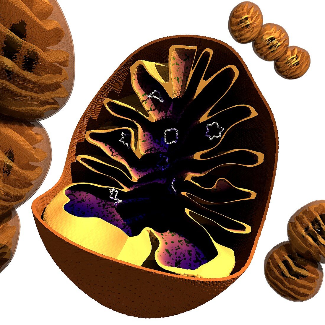 Mitochondrion structure,artwork