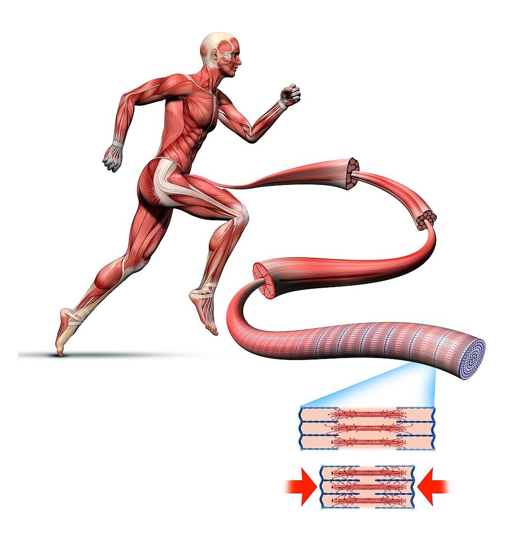 Human muscle fibres,diagram