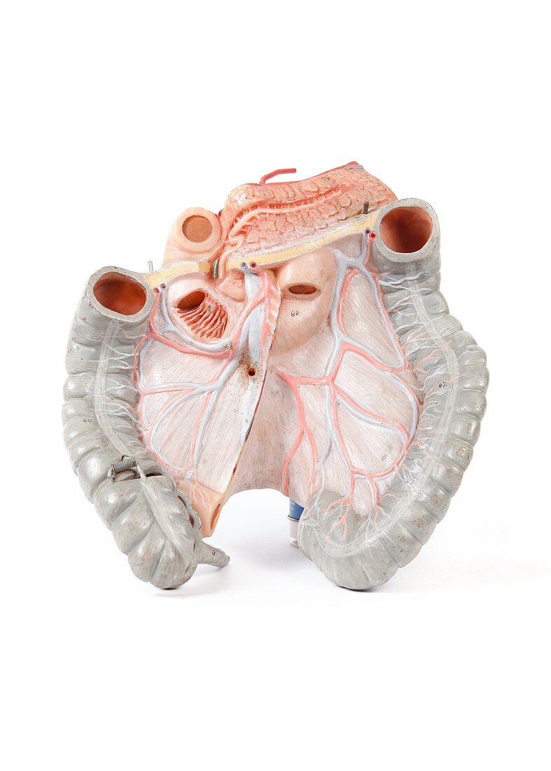 Human intestines,historical model