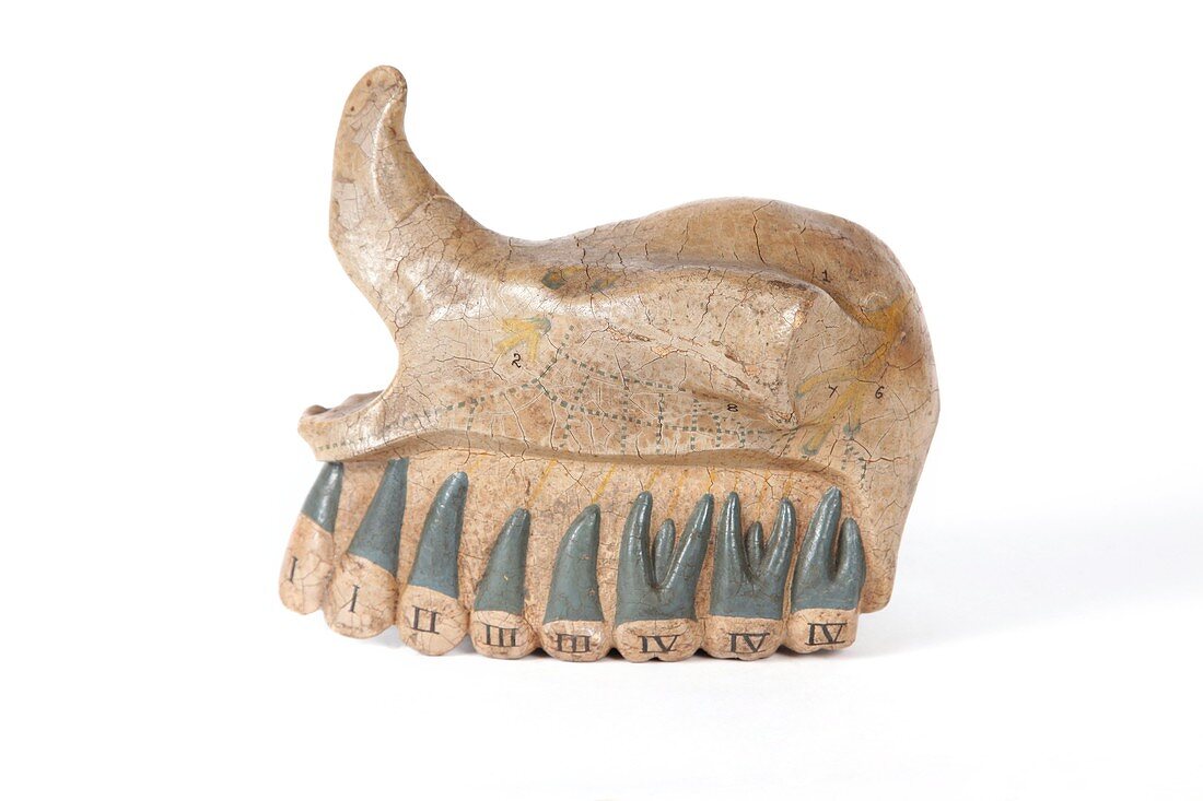Human upper jaw,historical model