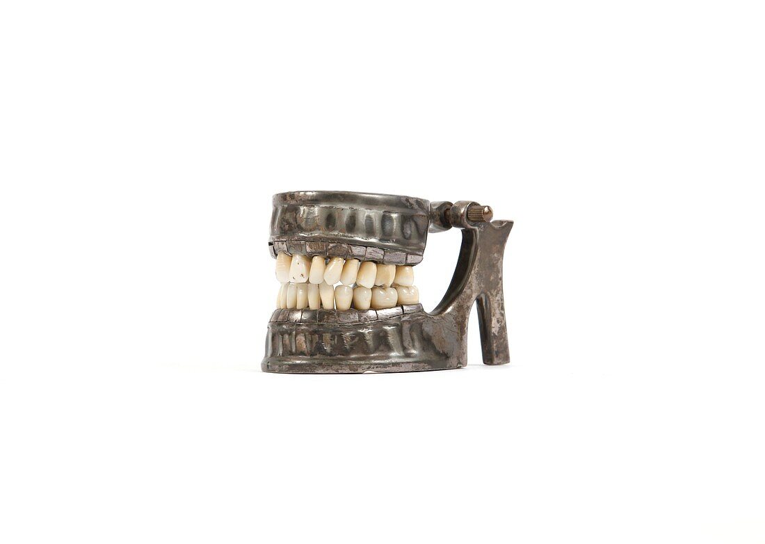 Human jaw,19th Century model