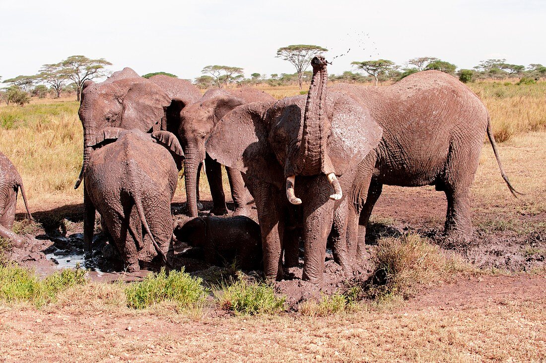 African elephant family at a mud bath