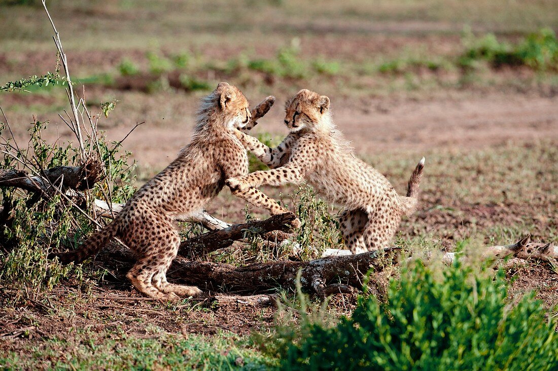 Cheetah cubs playfighting