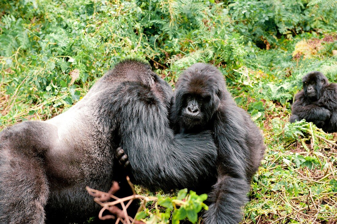 Silverback mountain gorilla and female