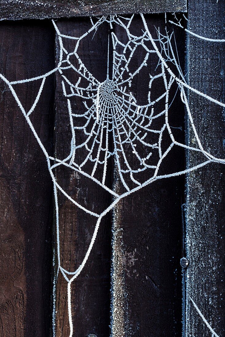 Hoar frost on spider's web