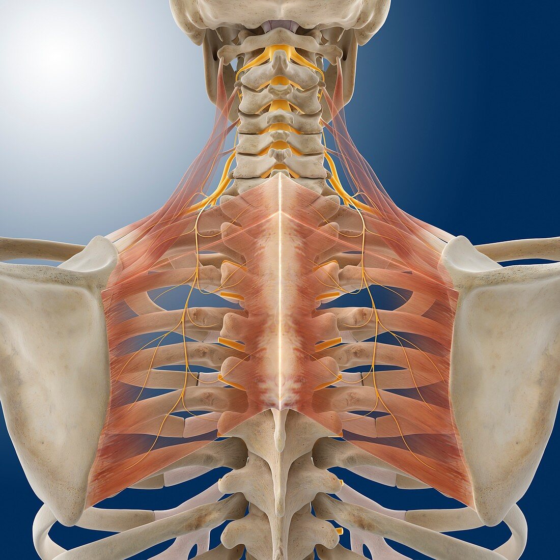 Upper back anatomy,artwork