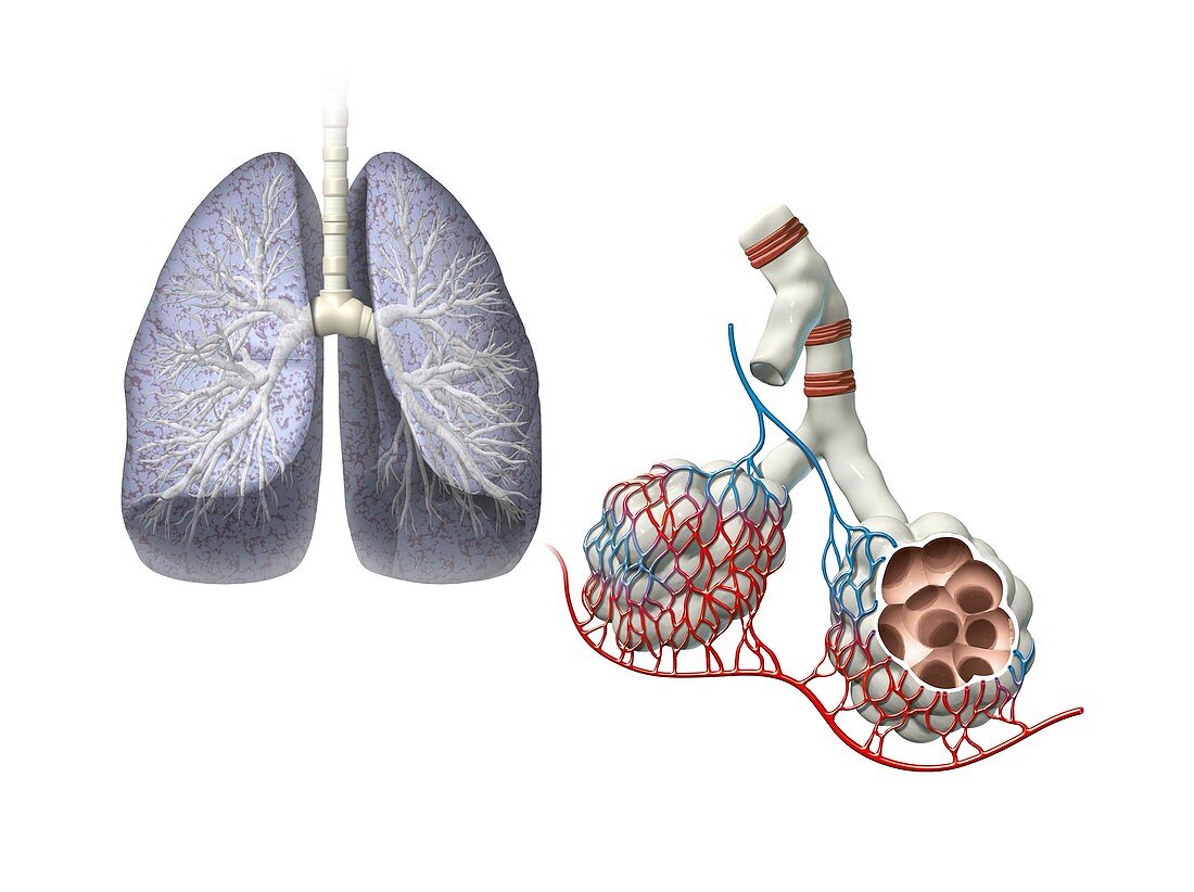 Lungs anatomy,artwork