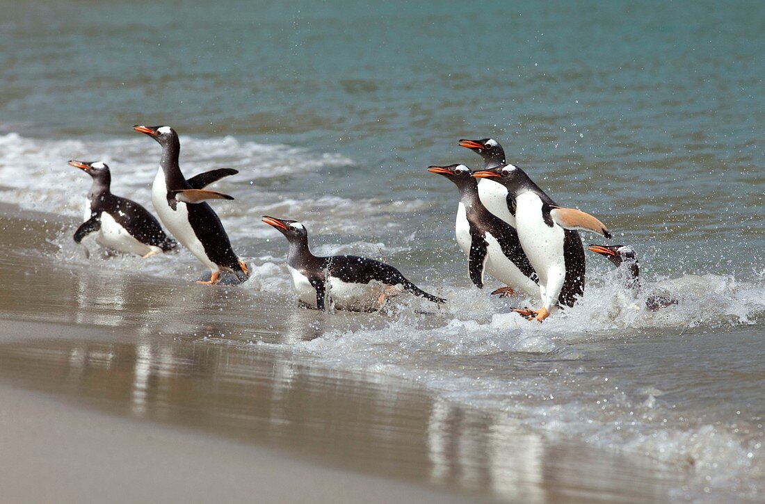 Gentoo penguins