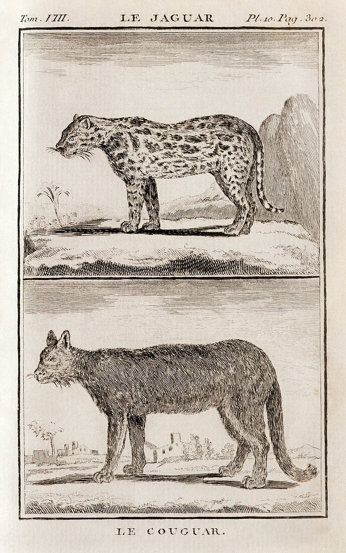 Jaguar and cougar,18th century