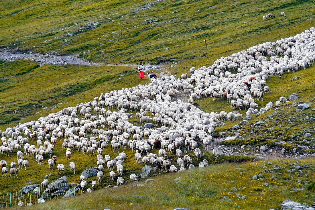 Alpine sheep farm,France