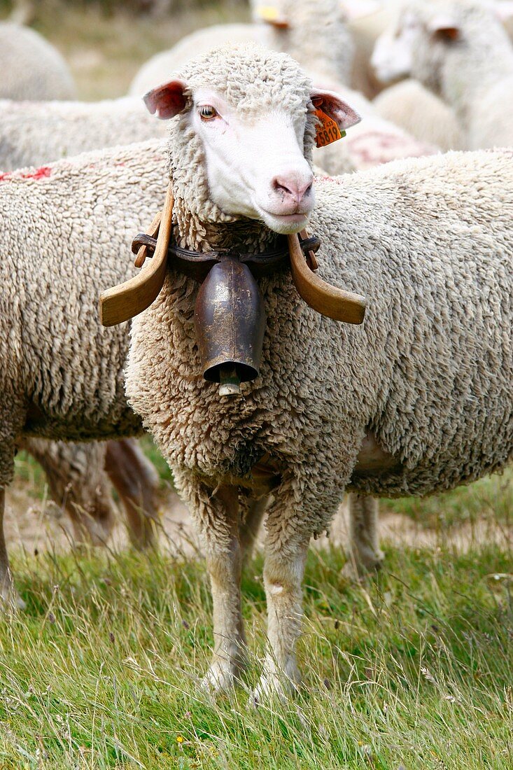 Alpine sheep farm,France