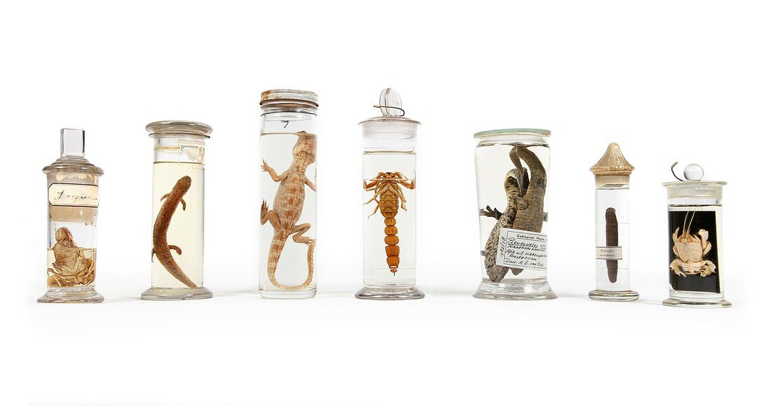 19th Century embalmed animal specimens