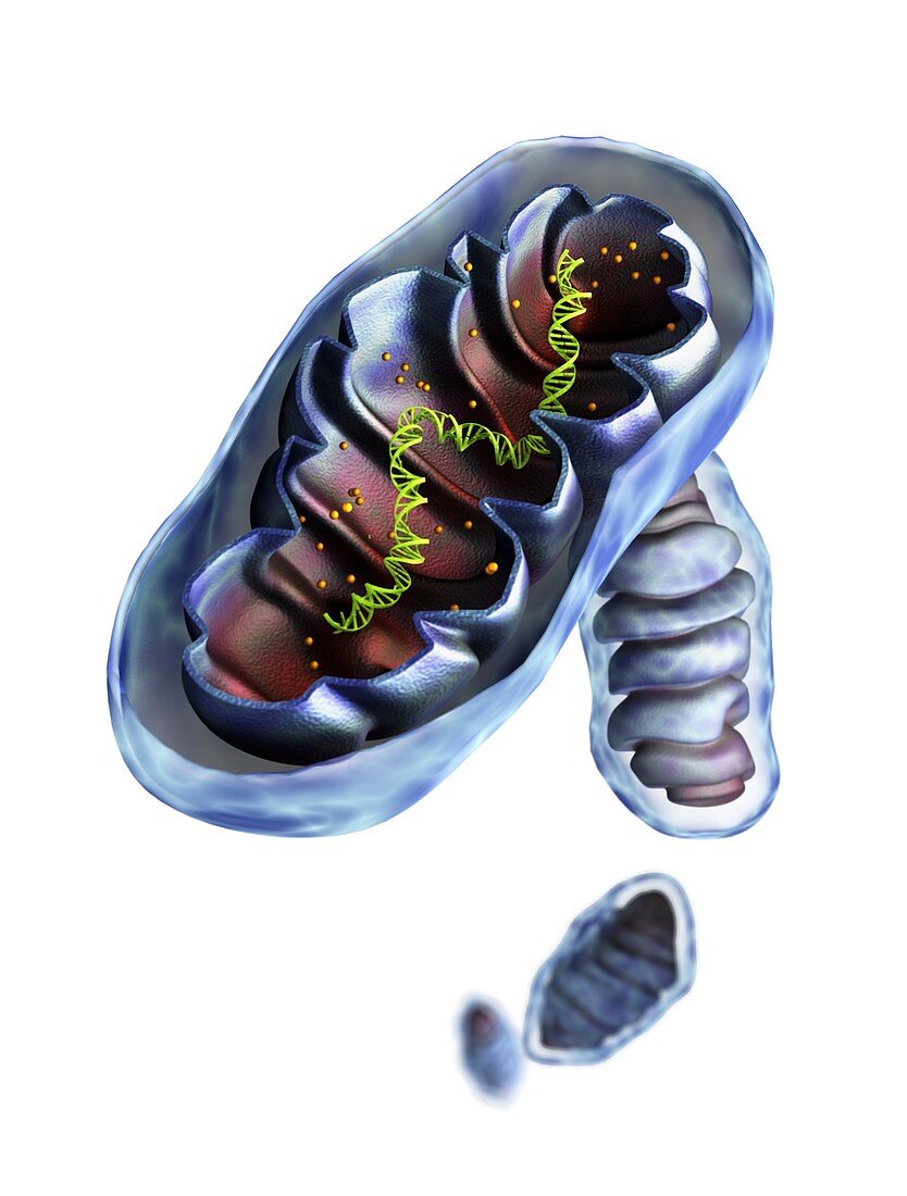 Mitochondrial structure,artwork