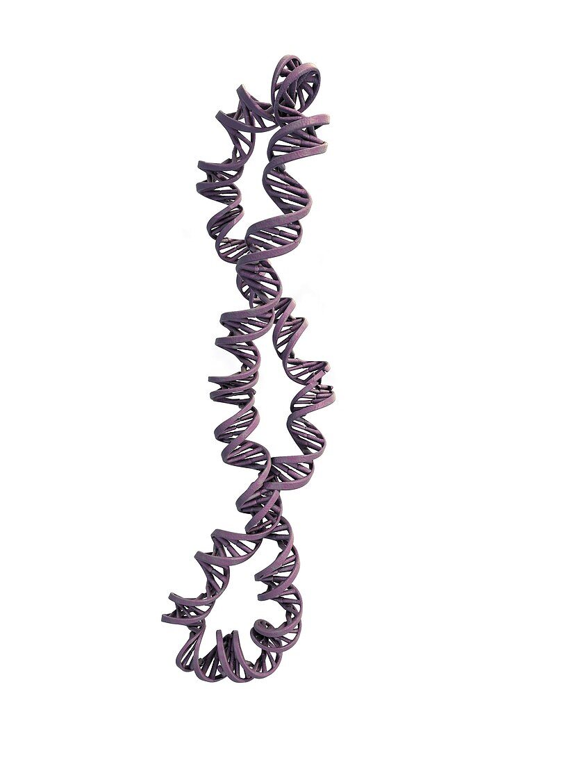 DNA supercoil,artwork