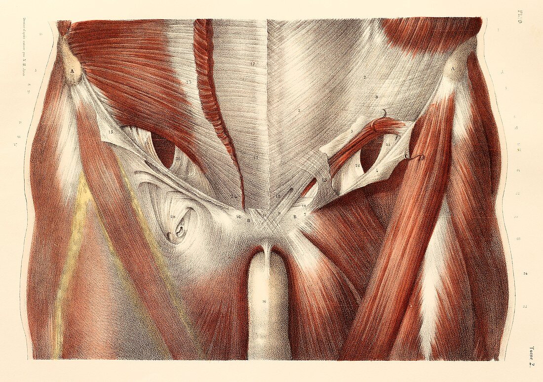 Groin muscles,1831 artwork