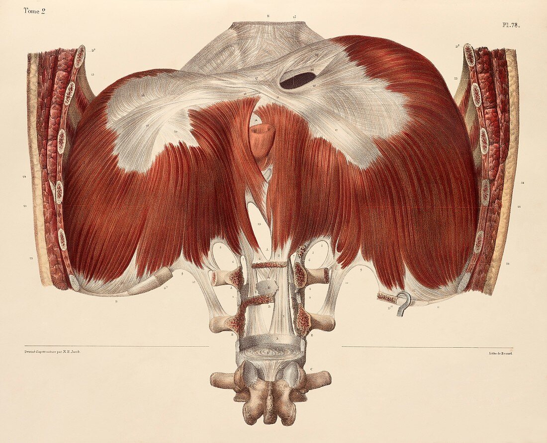 Diaphragm anatomy,1831 artwork