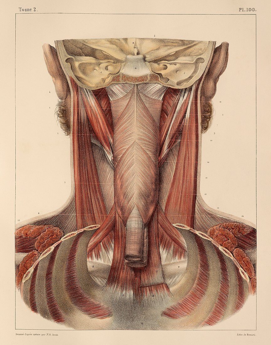 Throat muscles,1831 artwork