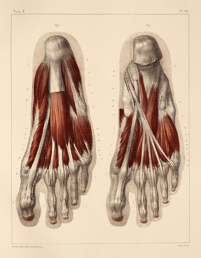 Plantar foot muscles,1831 artwork