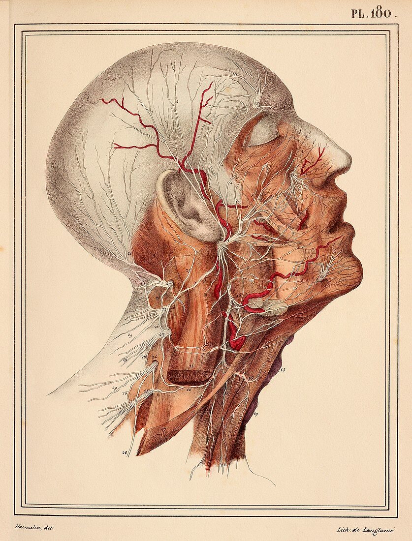 Face and neck nerves,1825 artwork