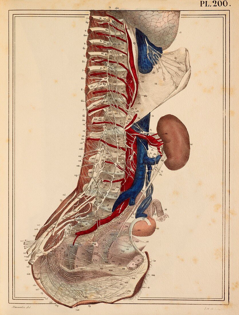 Lumbar spinal nerves,1825 artwork