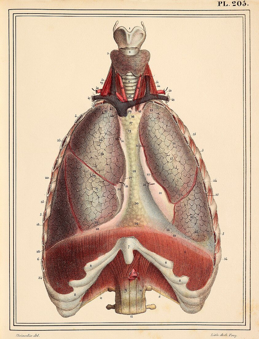 Lungs and diaphragm,1825 artwork
