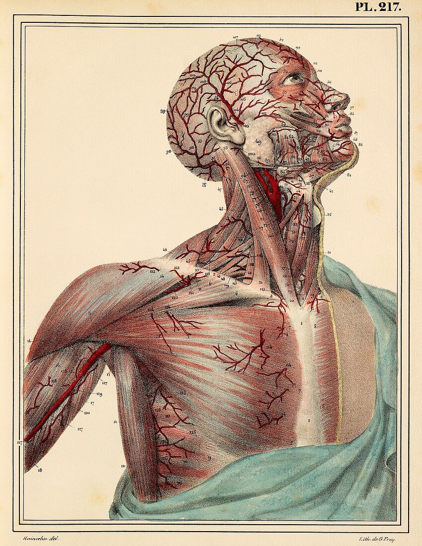 Head and chest arteries,1825 artwork