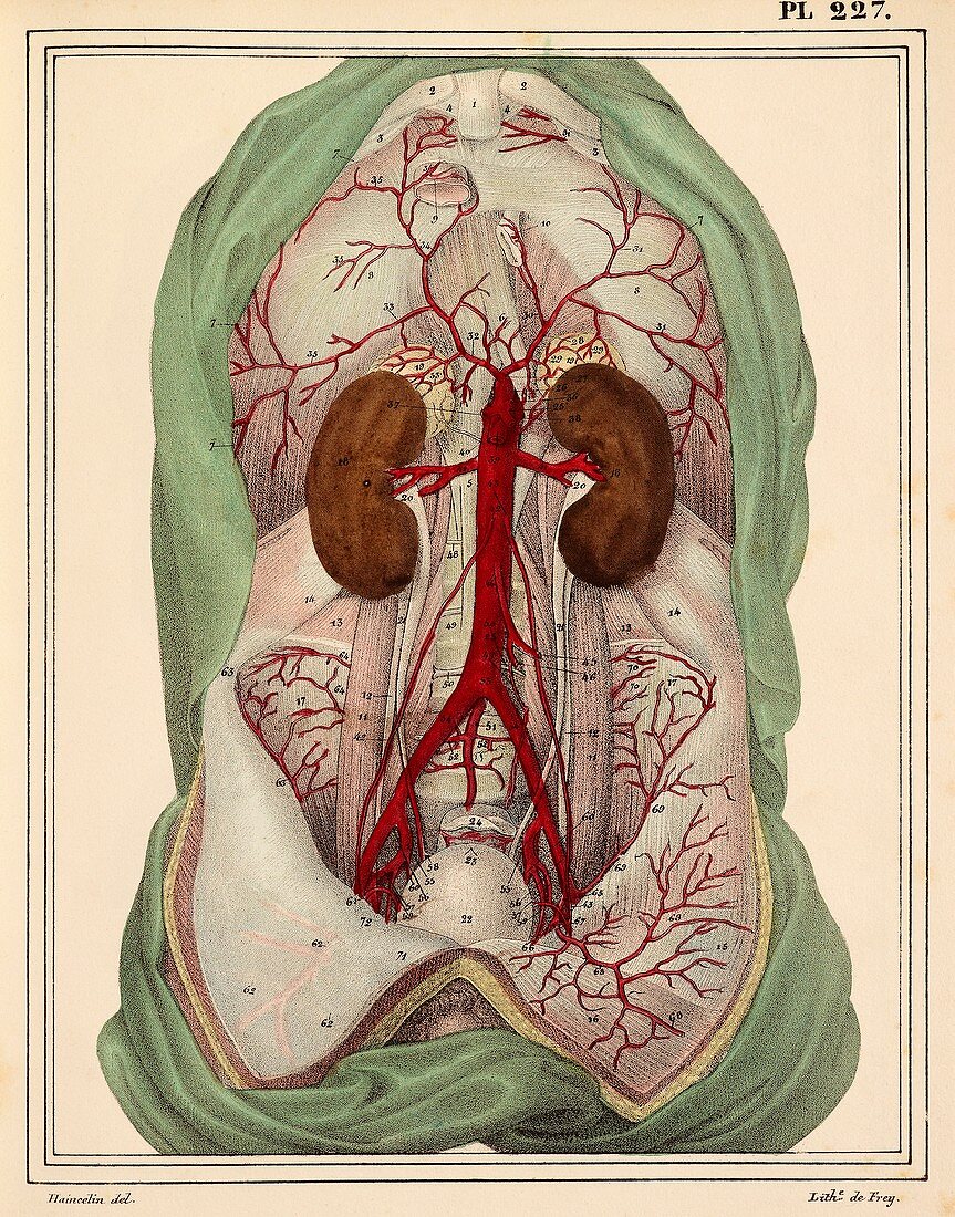 Abdominal aorta,1825 artwork