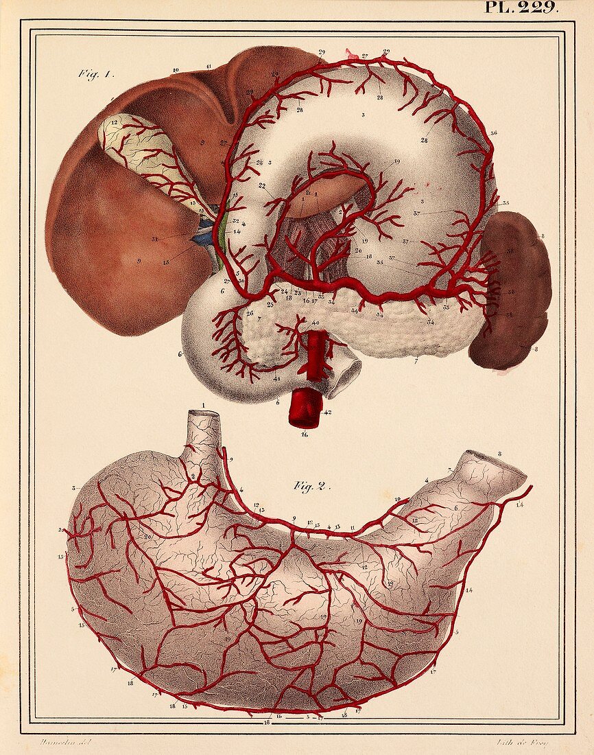 Digestive organ arteries,1825 artwork