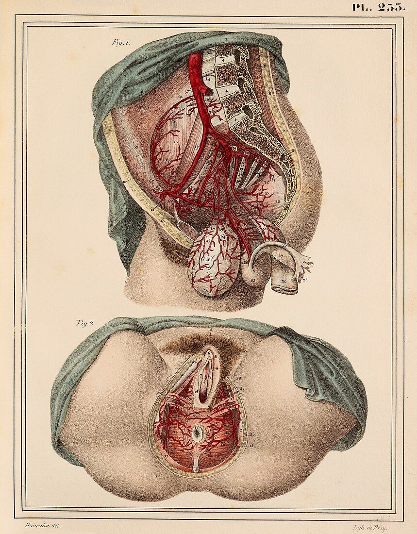 Female groin arteries,1825 artwork