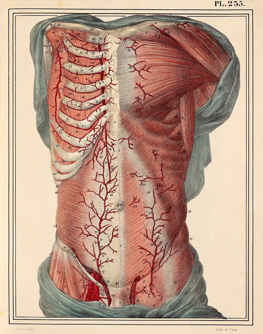 Trunk arteries,1825 artwork