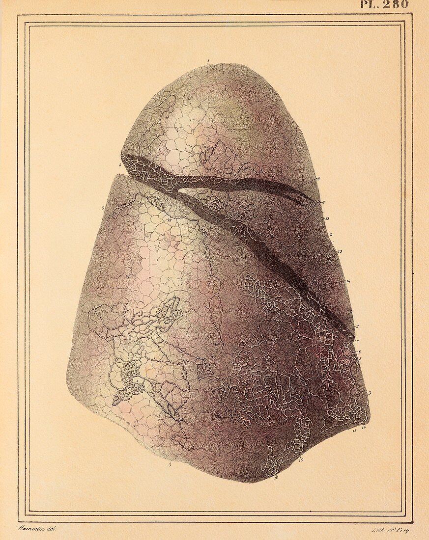 Lung lymph vessels,1825 artwork