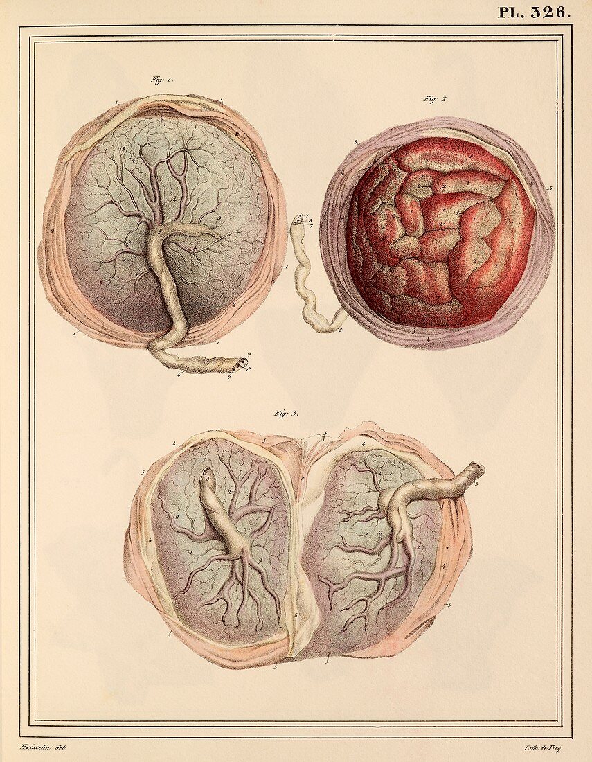Placental anatomy,1825 artwork
