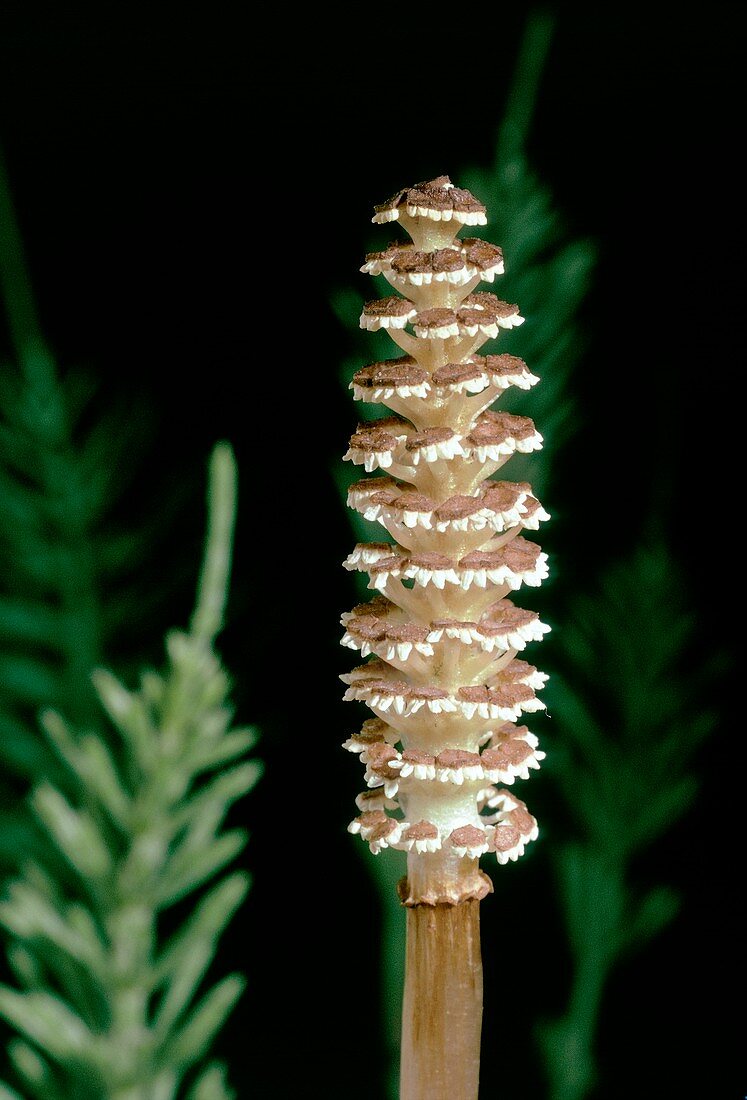 Field horsetail (Equisetum arvense) cone