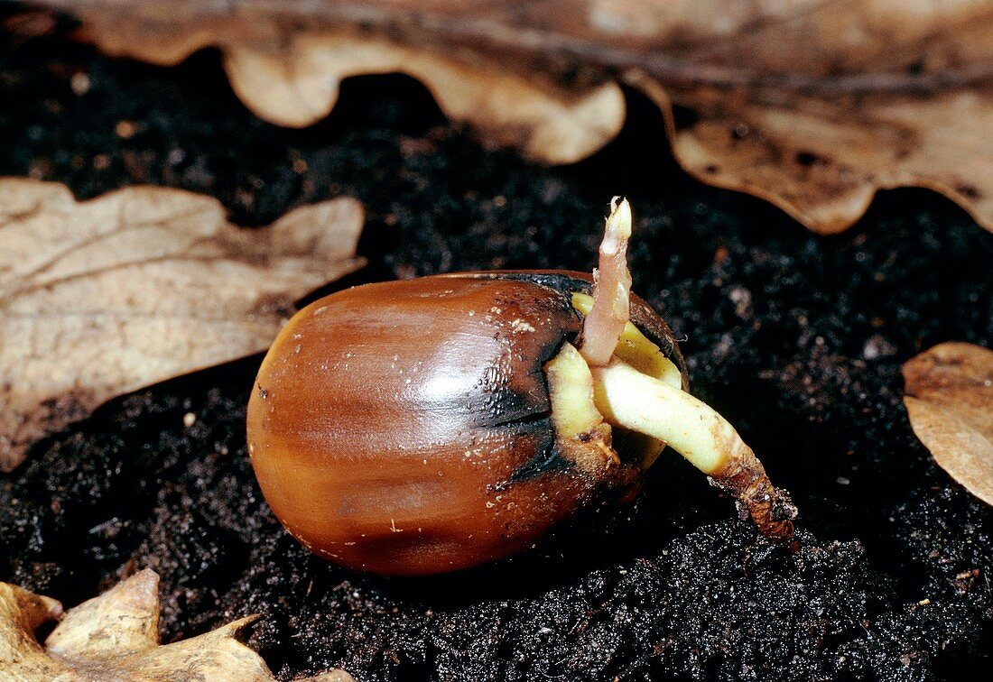 Oak (Quercus robur) acorn germinating