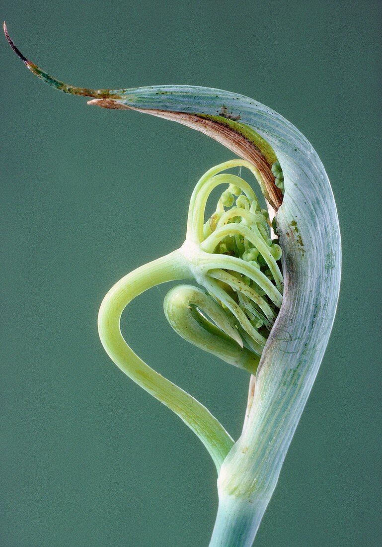 Dill (Anethum graveolens) flowerbud
