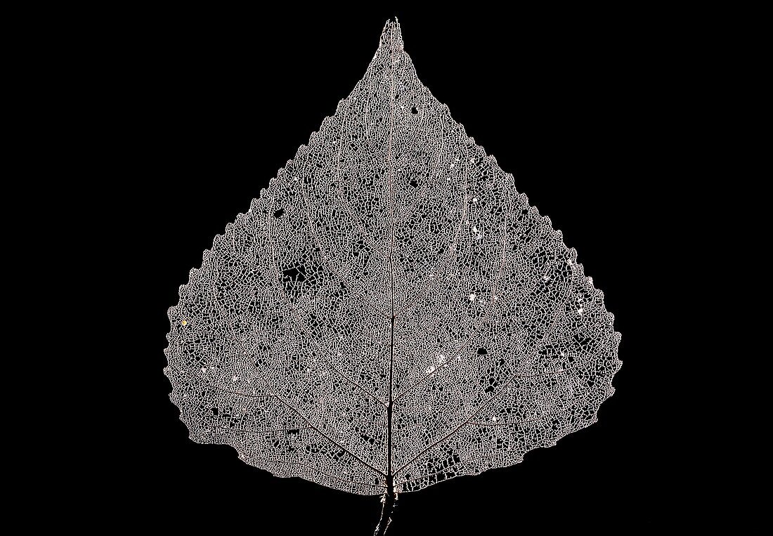 Dead black poplar (Populus nigra) leaf