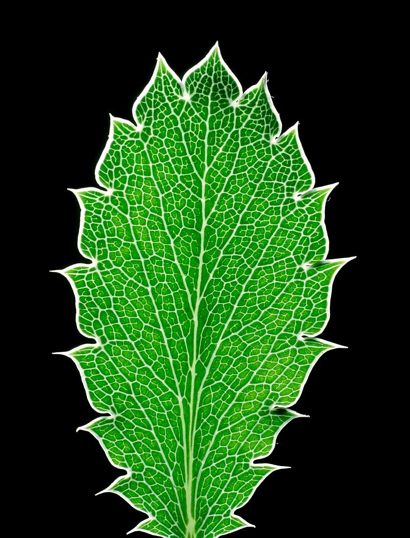 Field eryngo (Eryngium campestre) leaf