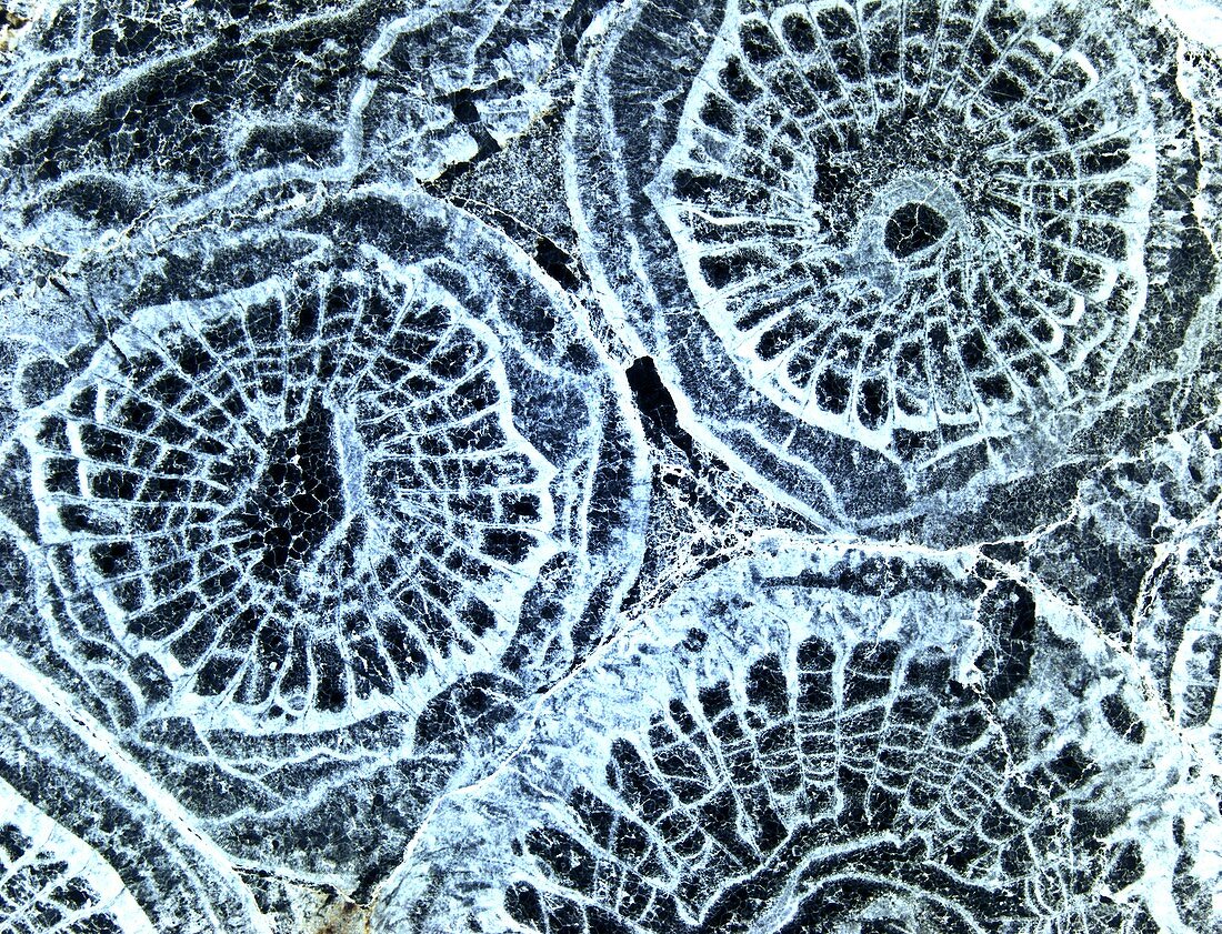 Fossilized coral from Carboniferous,LM