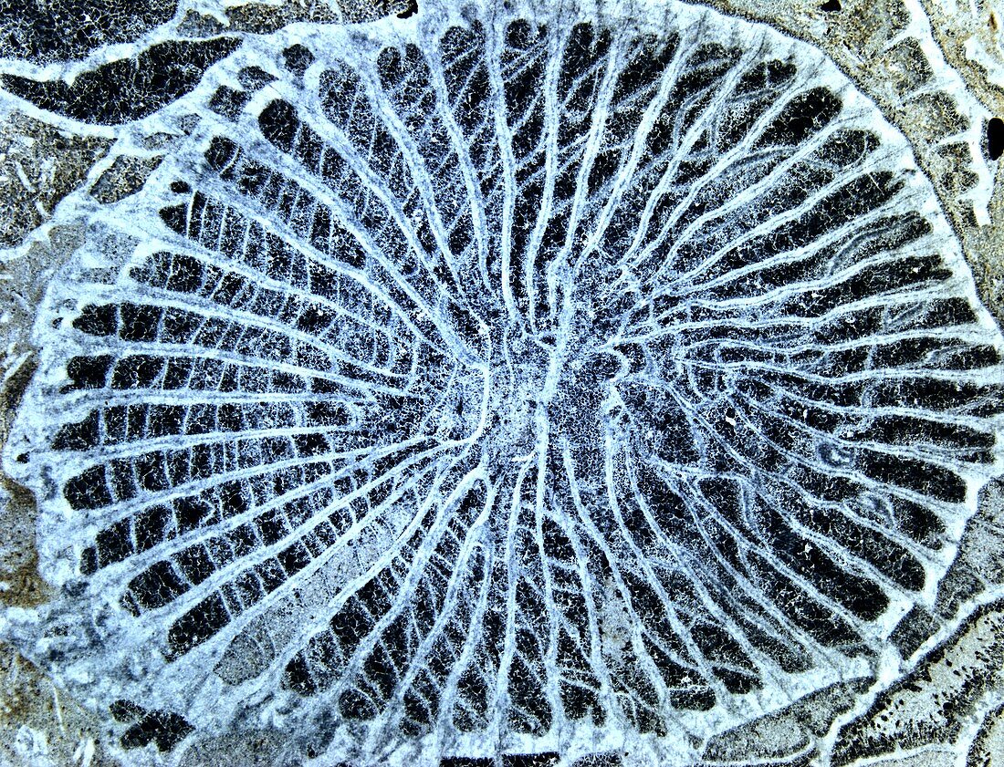 Fossilized coral from Carboniferous,LM