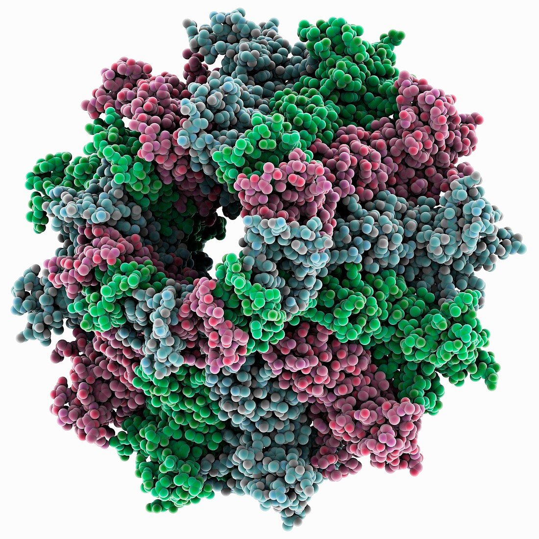 Bacteriophage portal protein