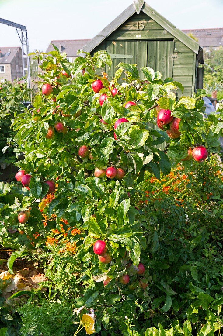 Organic apples in an allotment